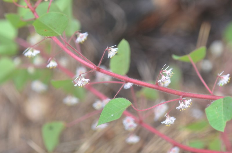 Euphorbia eglandulosa photo 3
