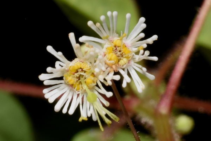 Euphorbia eglandulosa photo 6