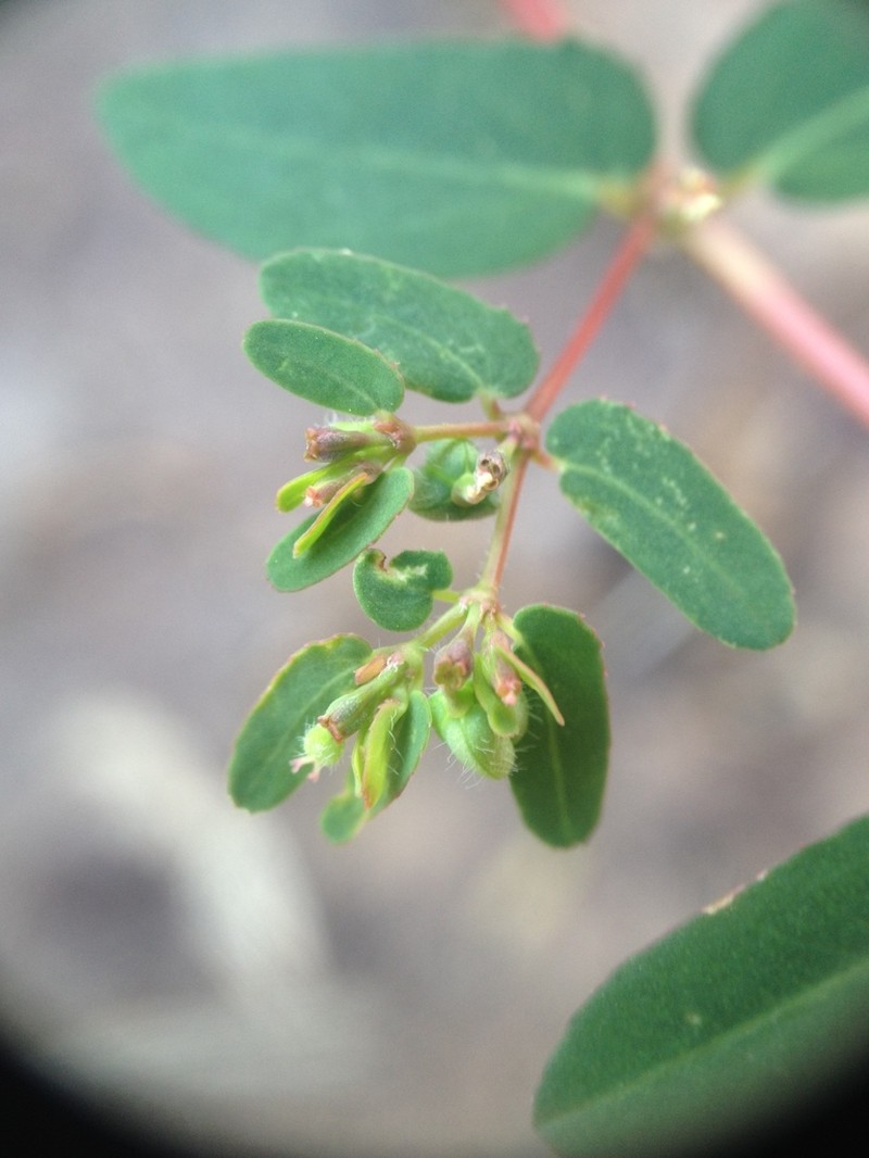 Euphorbia eichleri photo 2