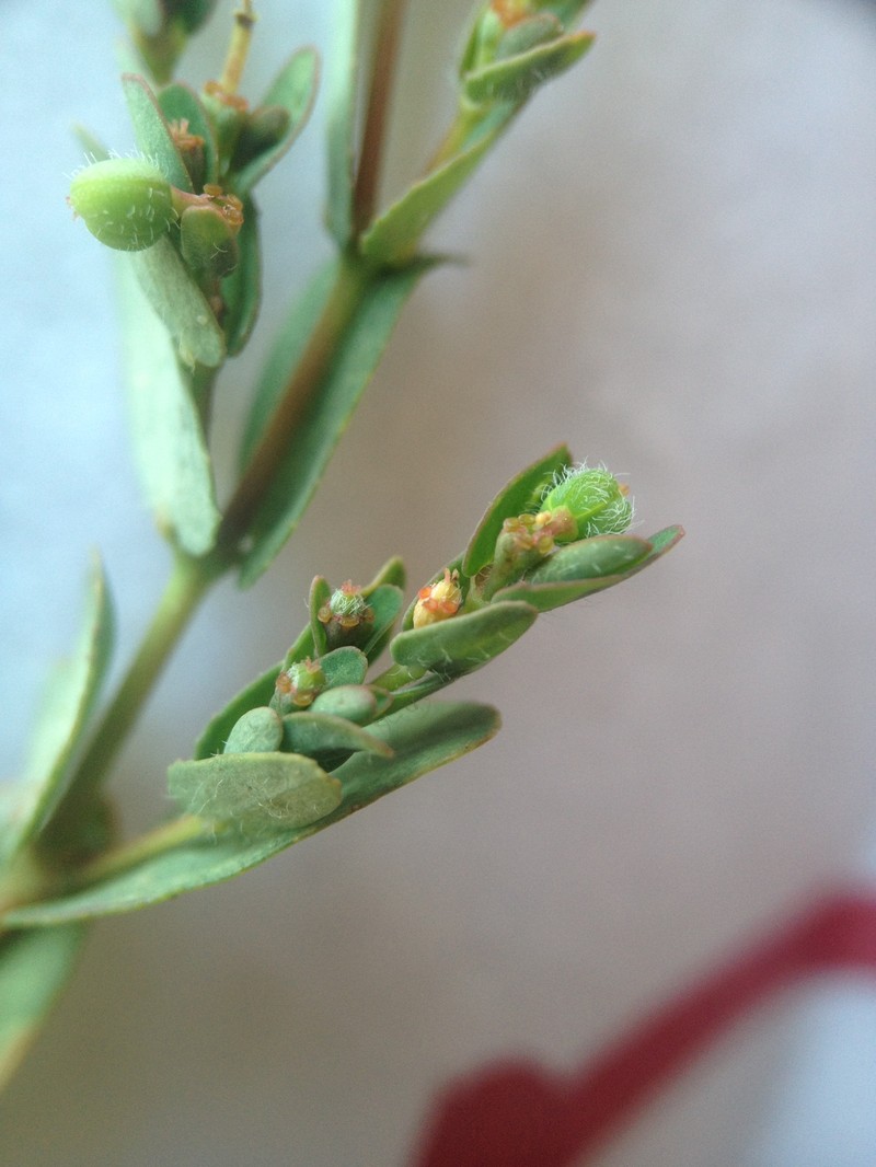 Euphorbia eichleri photo 4