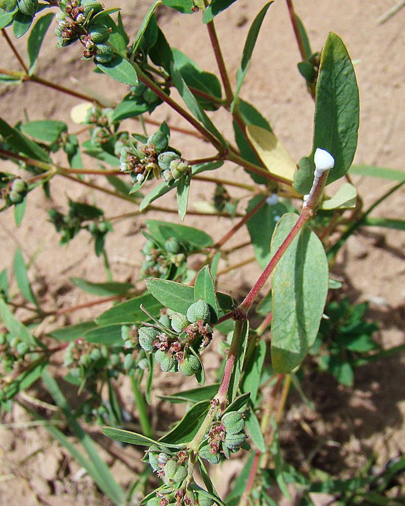 Euphorbia eichleri