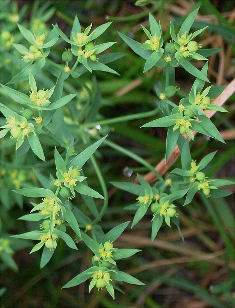 Dwarf Spurge photo 4