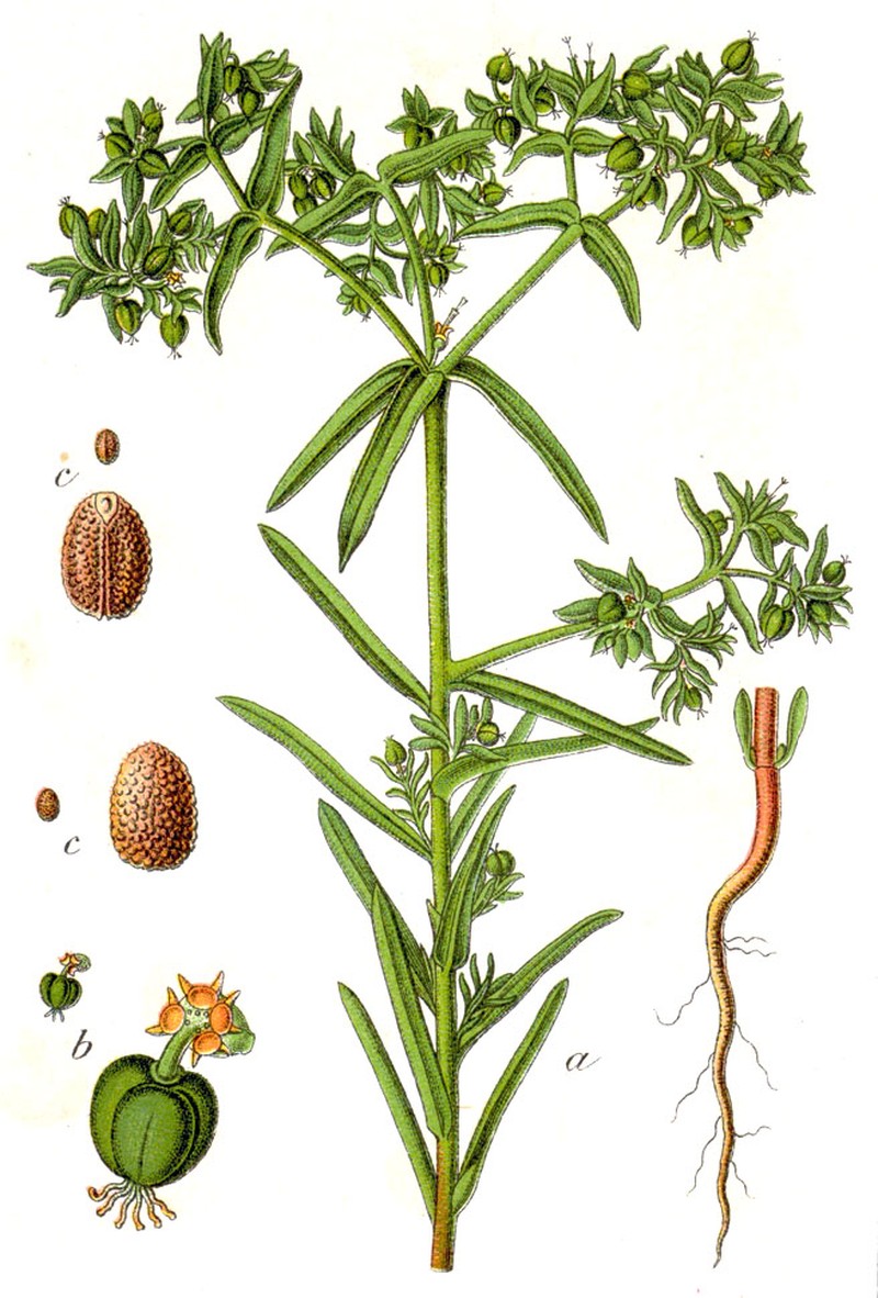 Dwarf Spurge