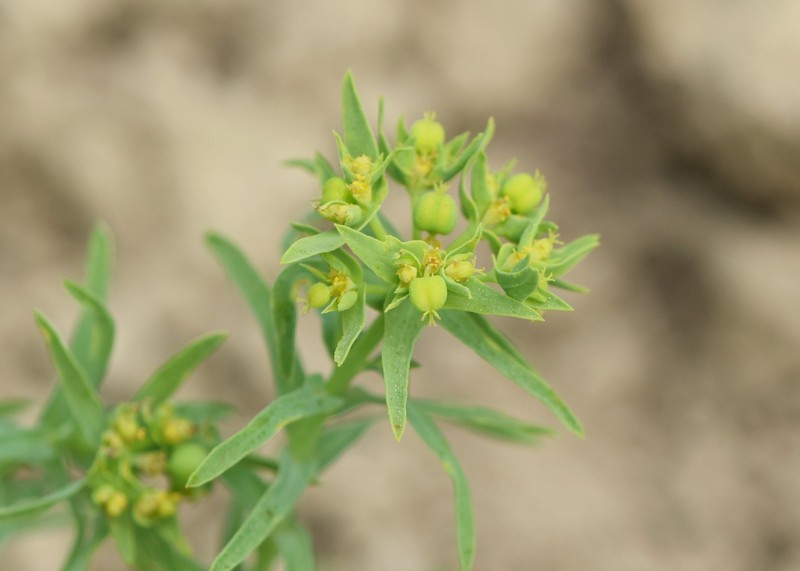 Dwarf Spurge photo 2