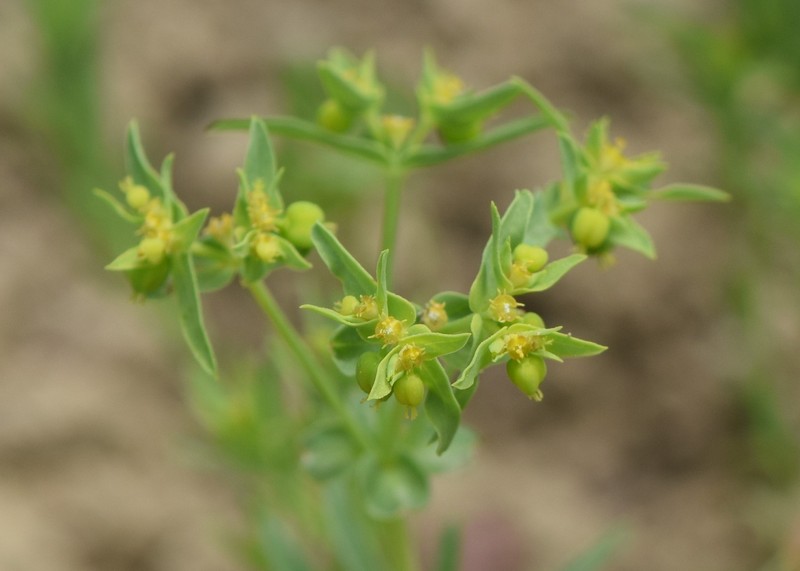 Dwarf Spurge photo 3