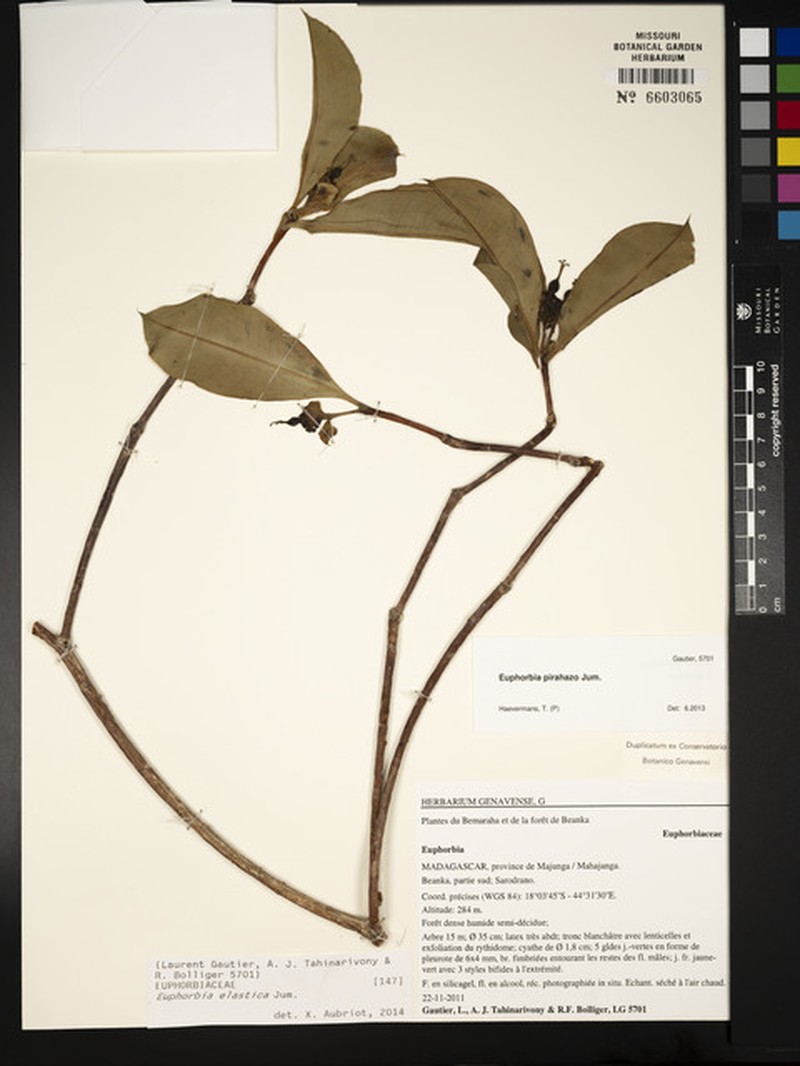 Euphorbia elastica