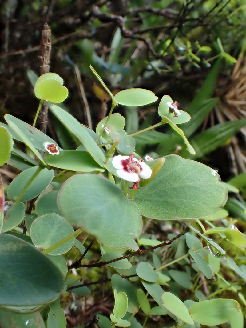 Na Pali Sandmat photo 4