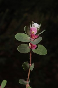 Euphorbia elegans