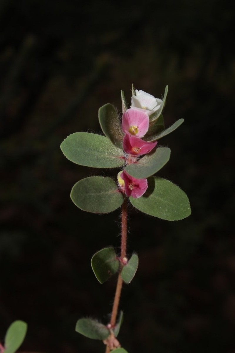 Euphorbia elegans