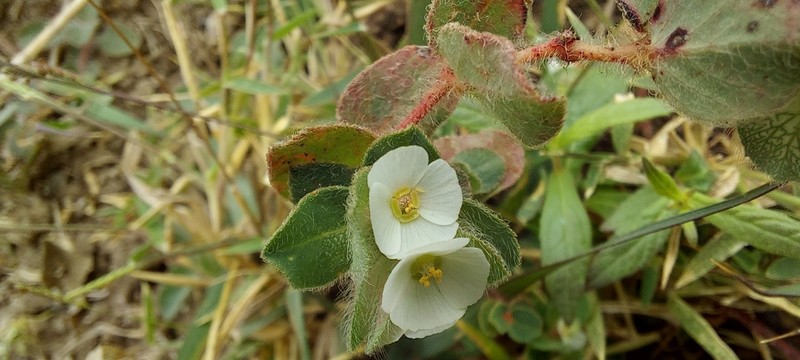 Euphorbia elegans photo 2