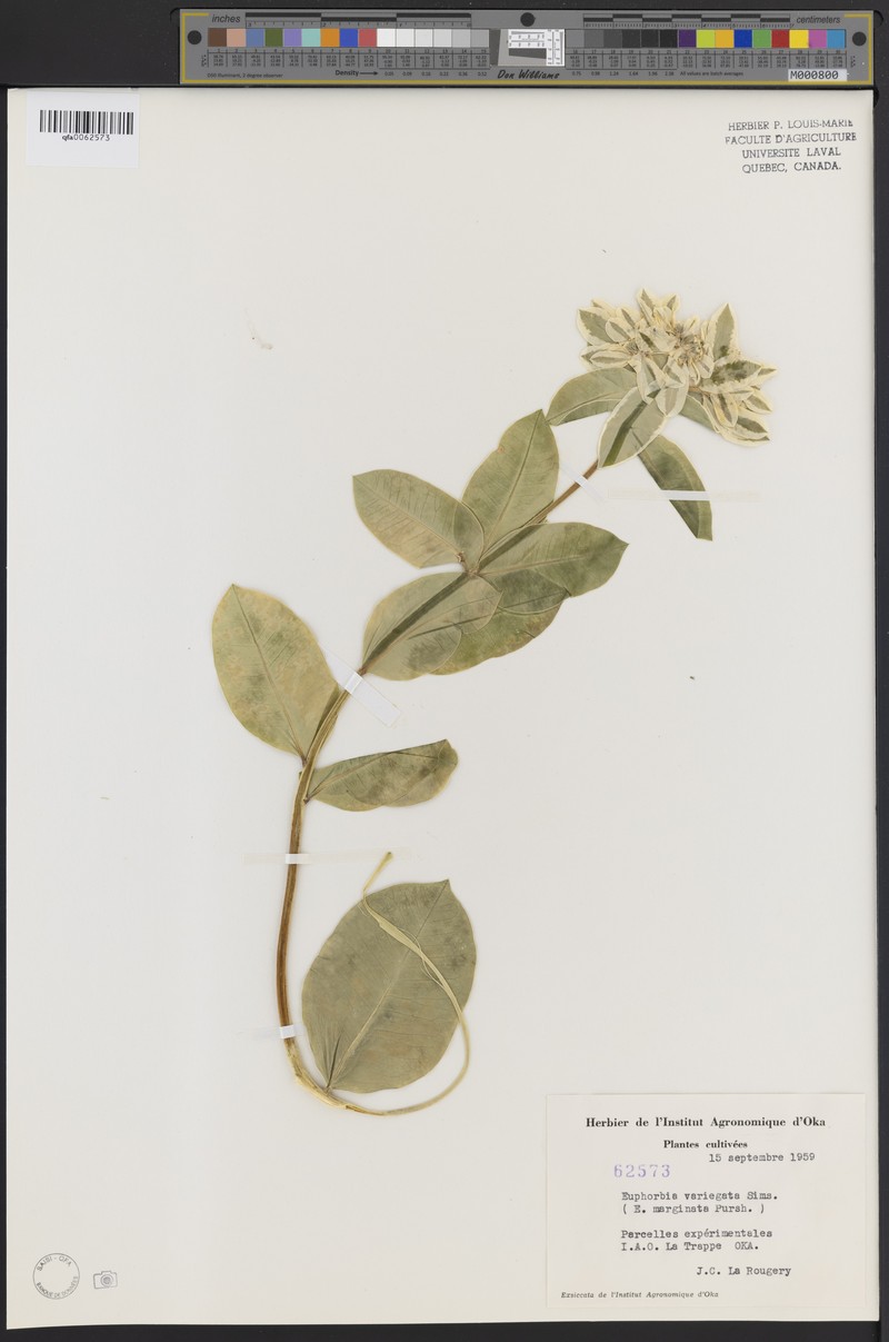 Euphorbia elegans photo 4