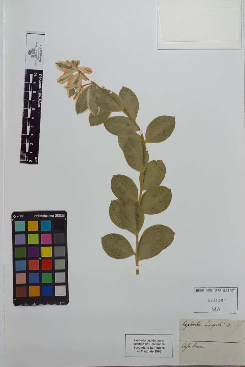 Euphorbia elegans photo 5