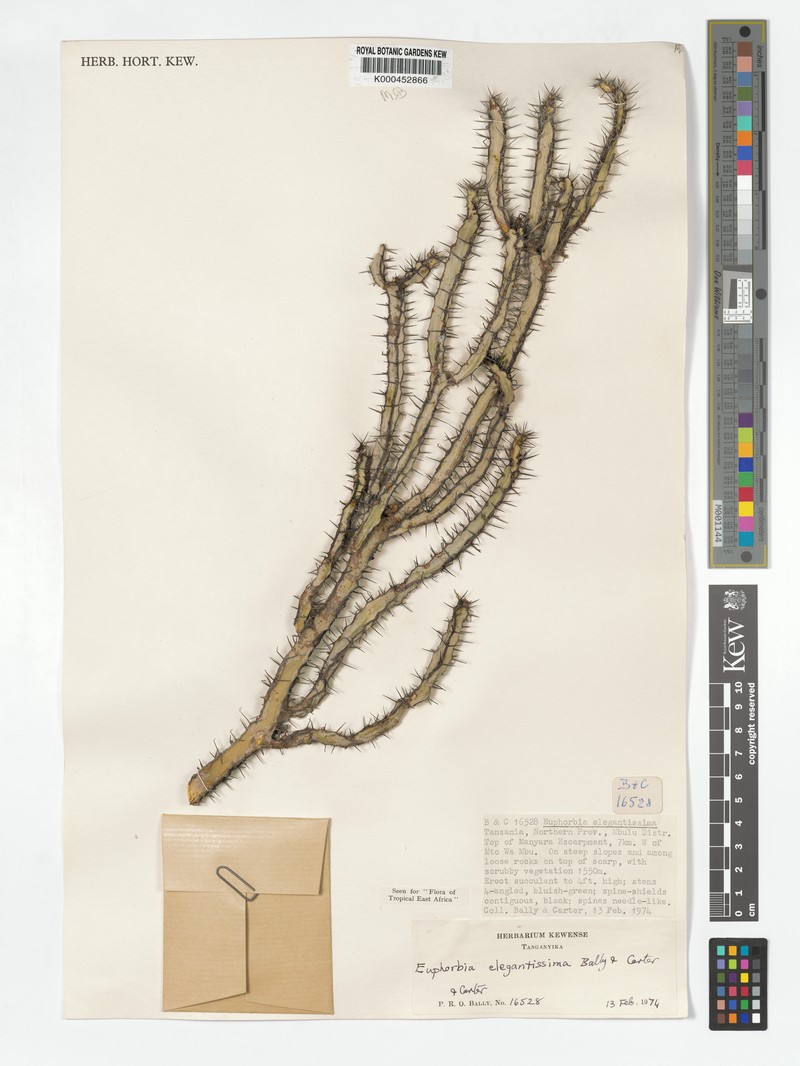 Euphorbia elegantissima photo 2