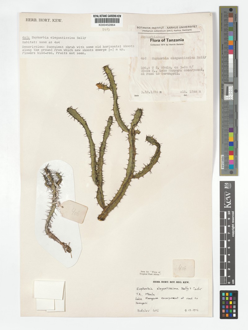 Euphorbia elegantissima photo 3