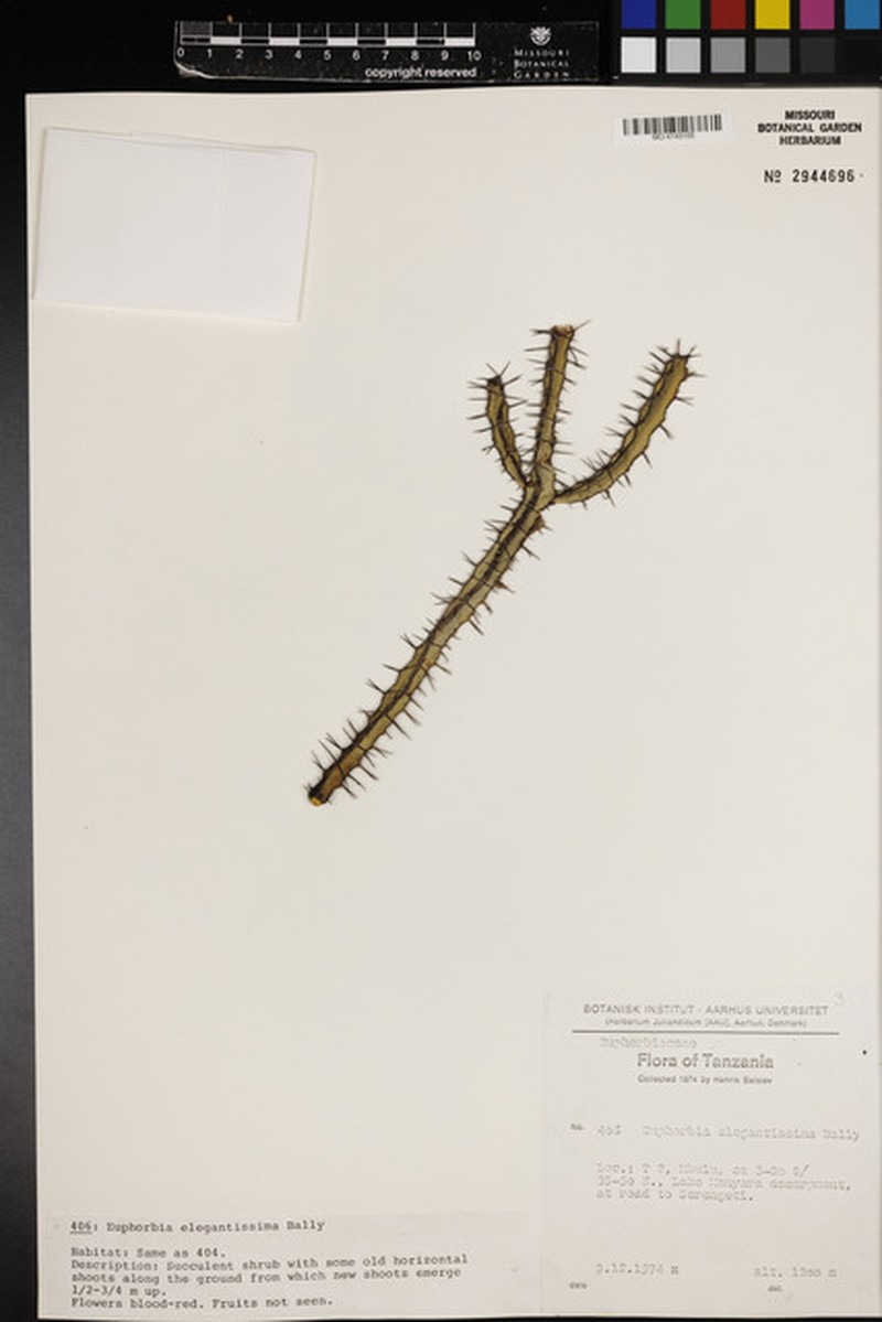 Euphorbia elegantissima photo 4