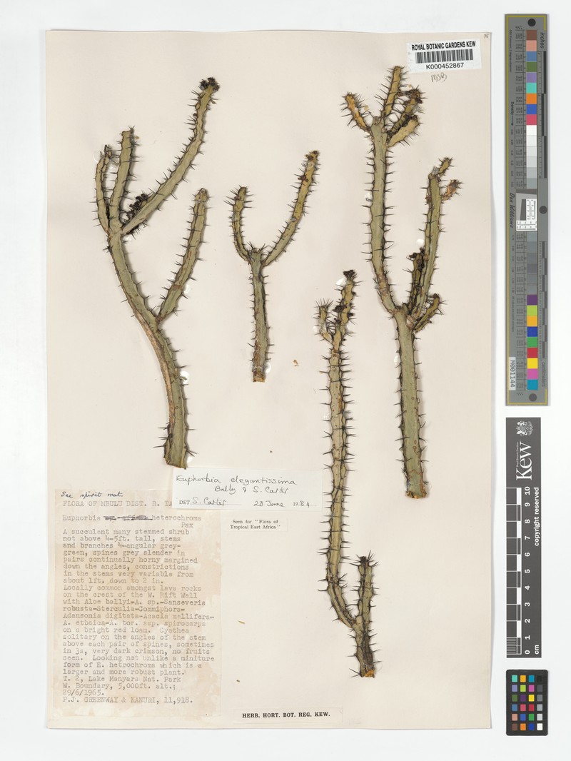 Euphorbia elegantissima photo 5