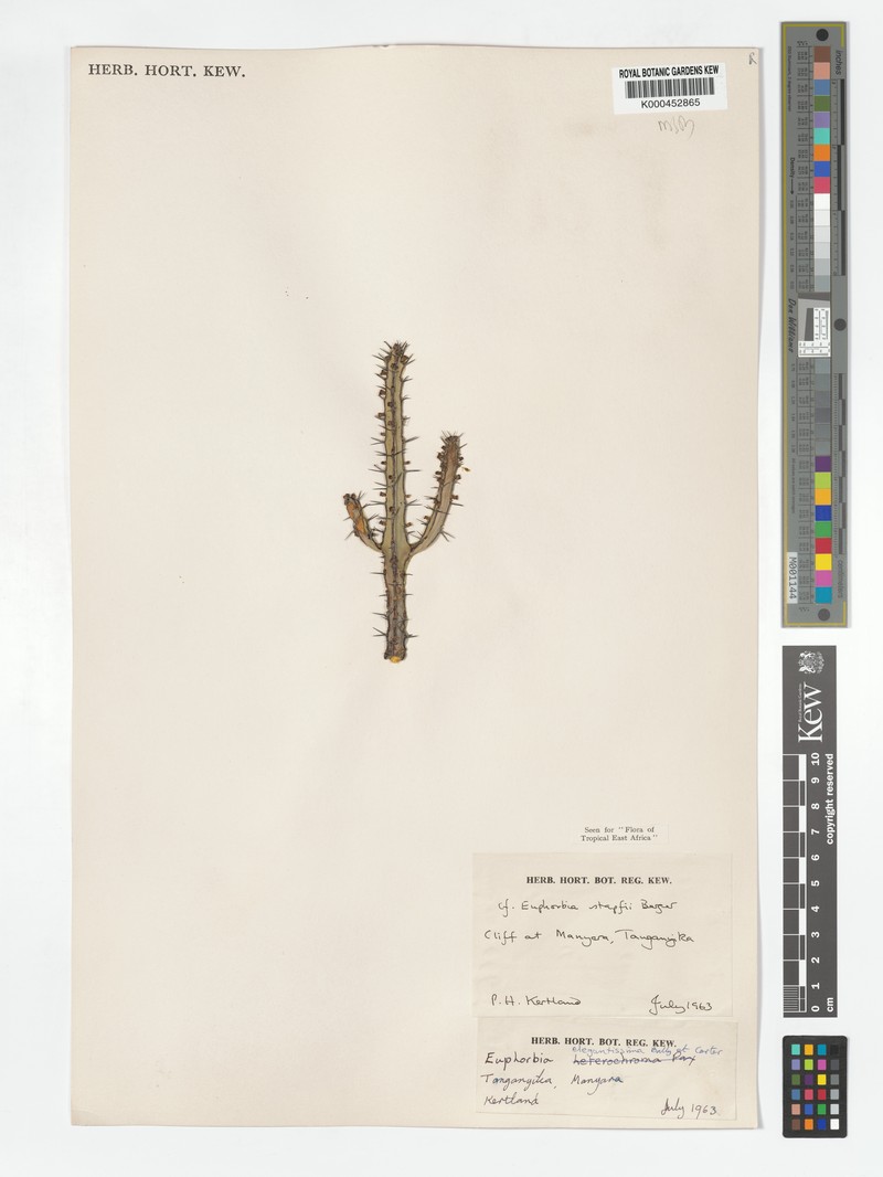 Euphorbia elegantissima photo 6