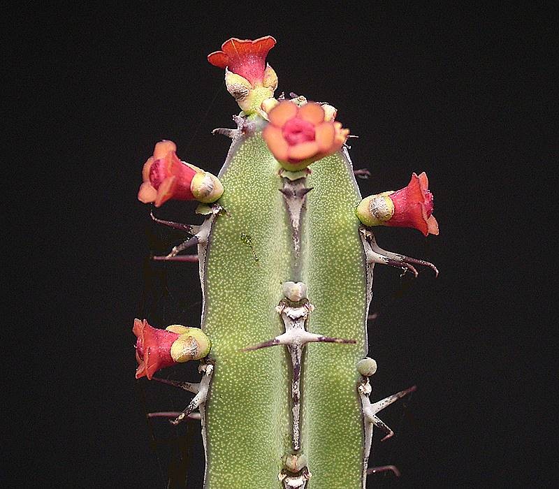 Euphorbia elegantissima