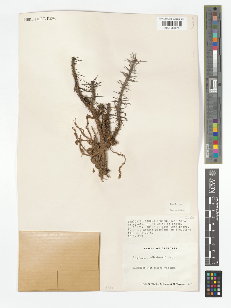 Euphorbia ellenbeckii photo 2