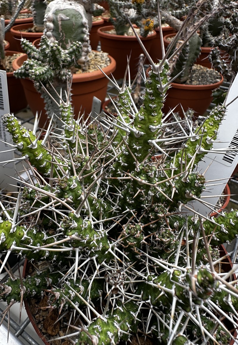 Euphorbia ellenbeckii