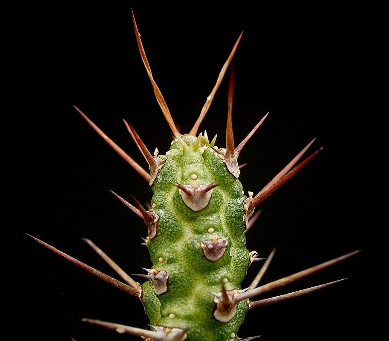 Euphorbia ellenbeckii photo 3