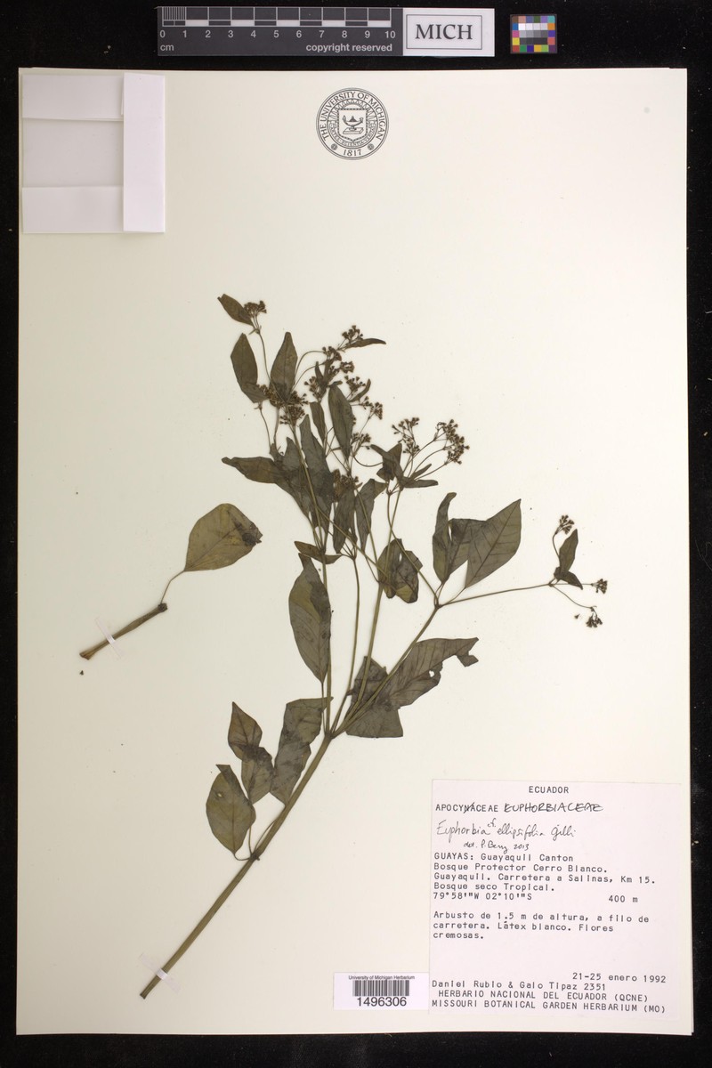 Euphorbia ellipsifolia