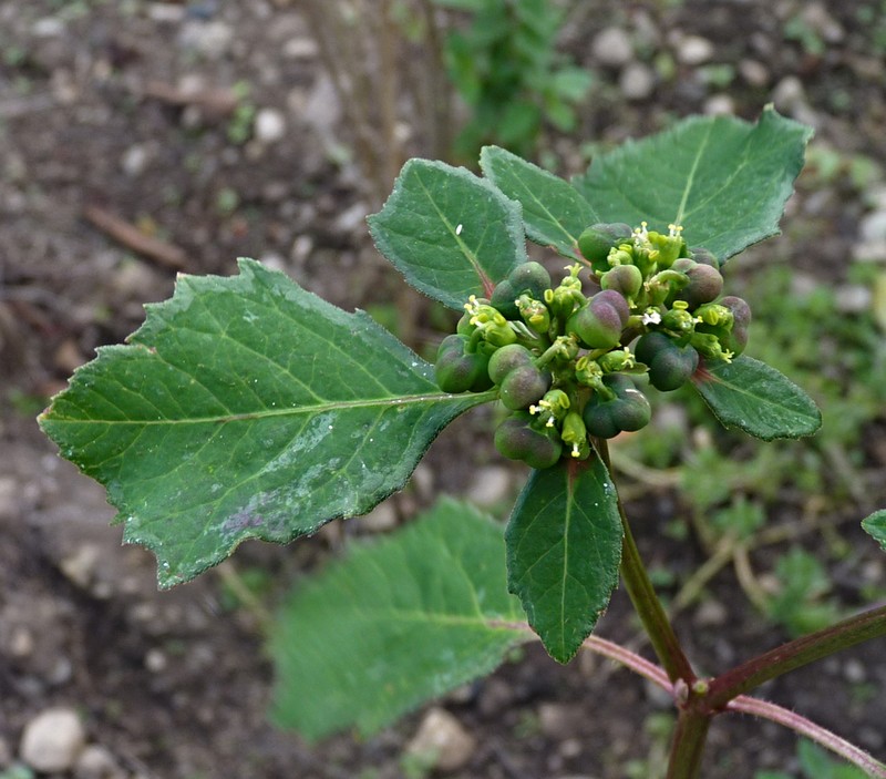 Euphorbia elliptica