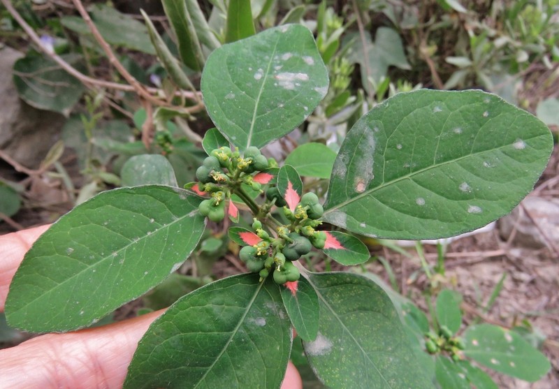 Euphorbia elliptica photo 2