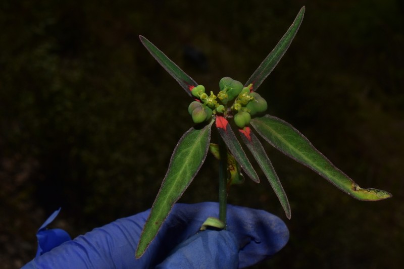 Euphorbia elliptica photo 3