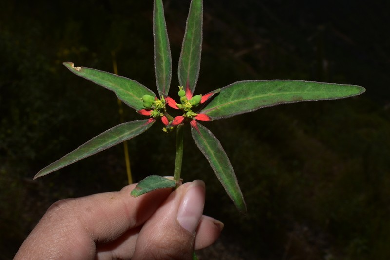 Euphorbia elliptica photo 5