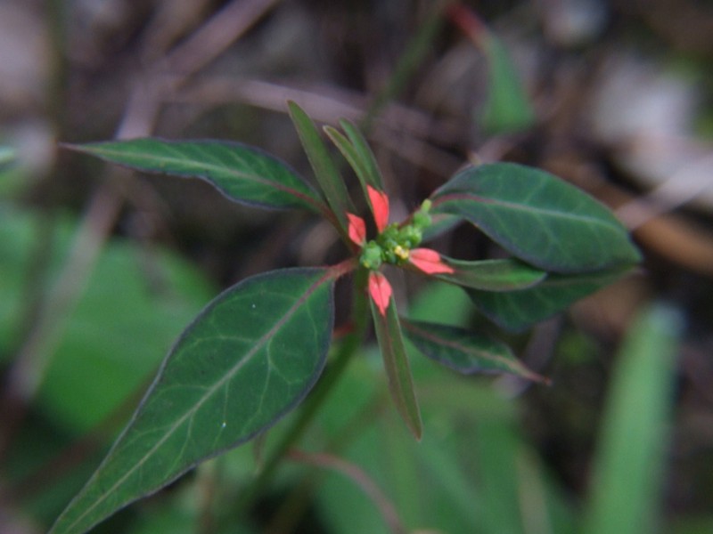 Euphorbia elliptica photo 6