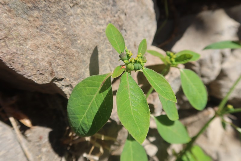 Euphorbia elliptica photo 7