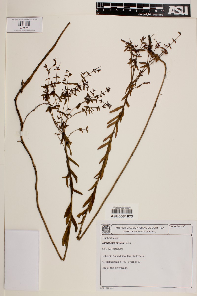 Euphorbia elodes