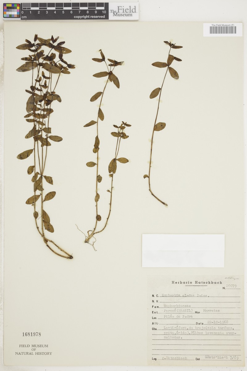 Euphorbia elodes photo 2