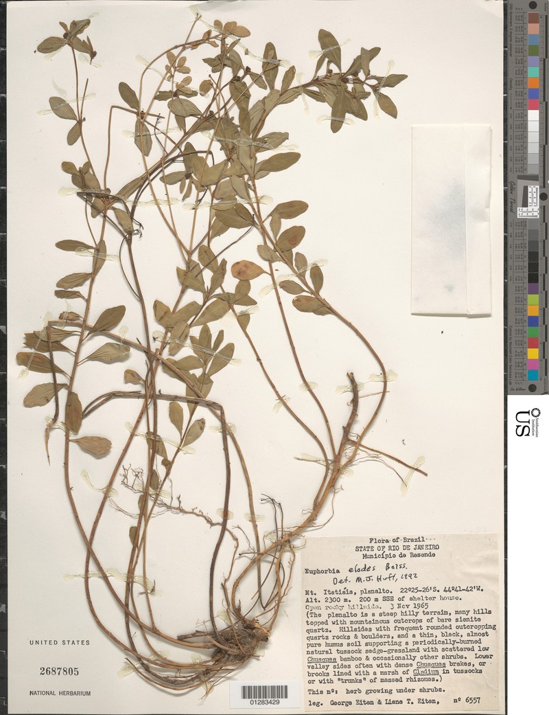 Euphorbia elodes photo 3