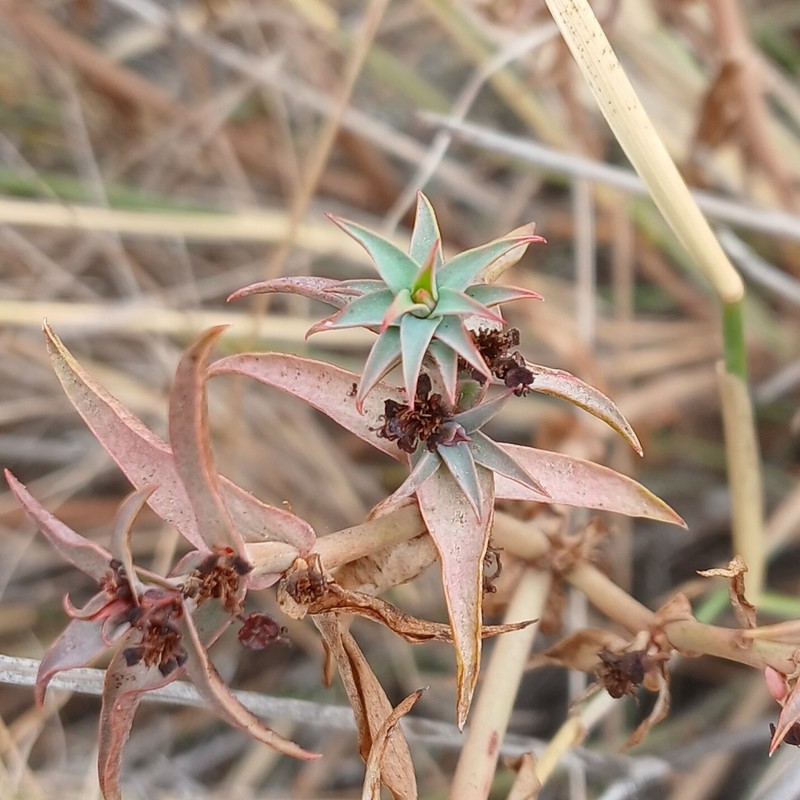 Euphorbia elquiensis