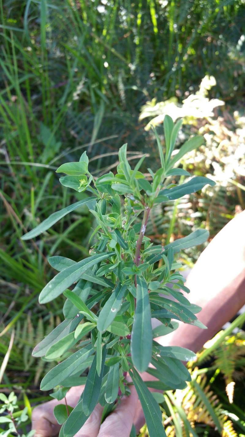 Euphorbia emirnensis photo 2