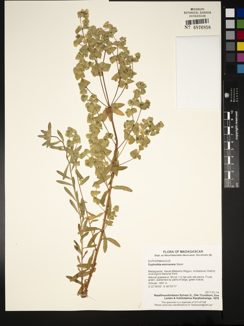 Euphorbia emirnensis photo 3