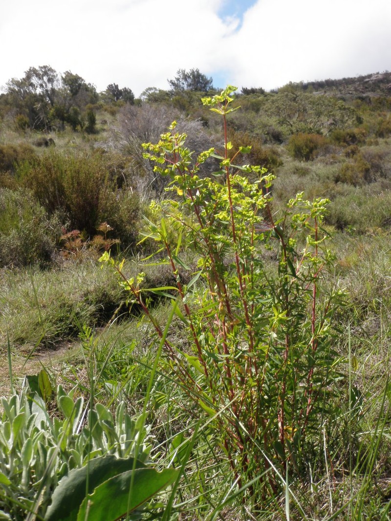 Euphorbia emirnensis photo 4