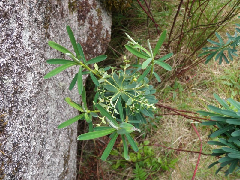 Euphorbia emirnensis photo 5
