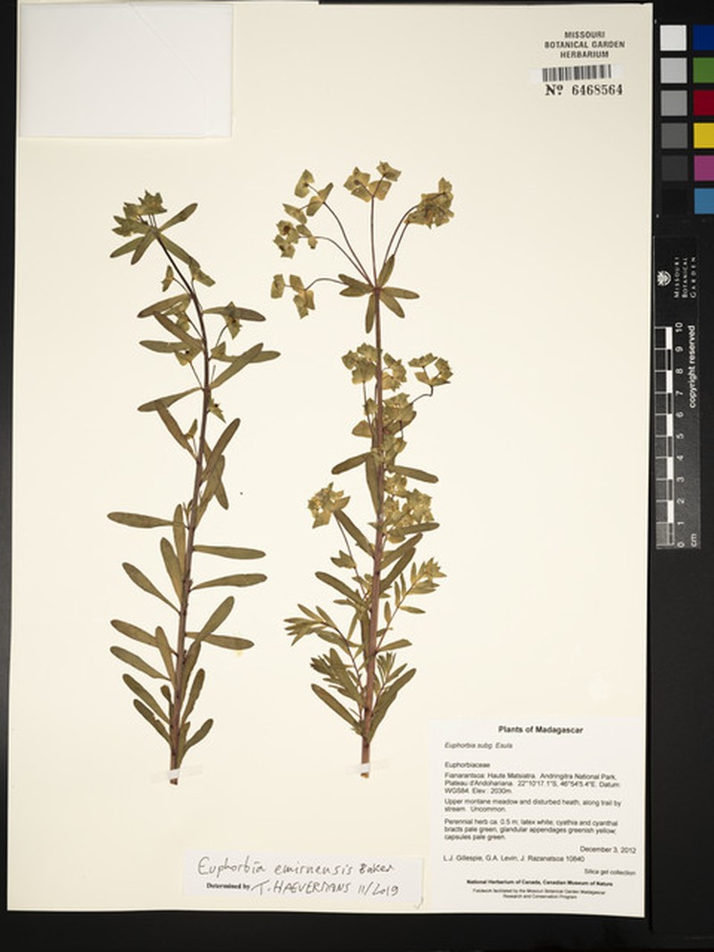Euphorbia emirnensis photo 6