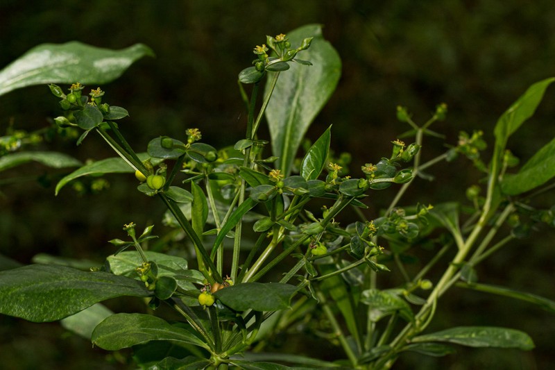 Euphorbia engleri photo 2