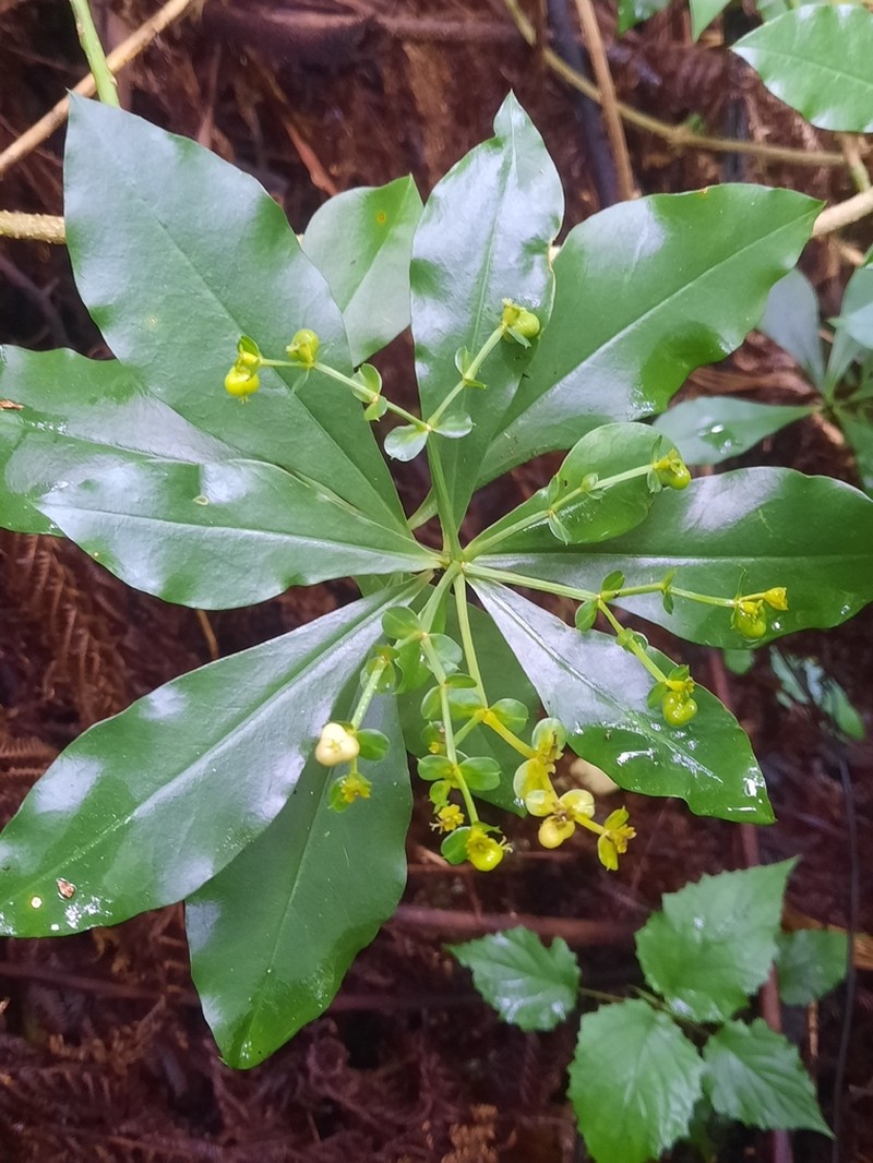 Euphorbia engleri photo 3