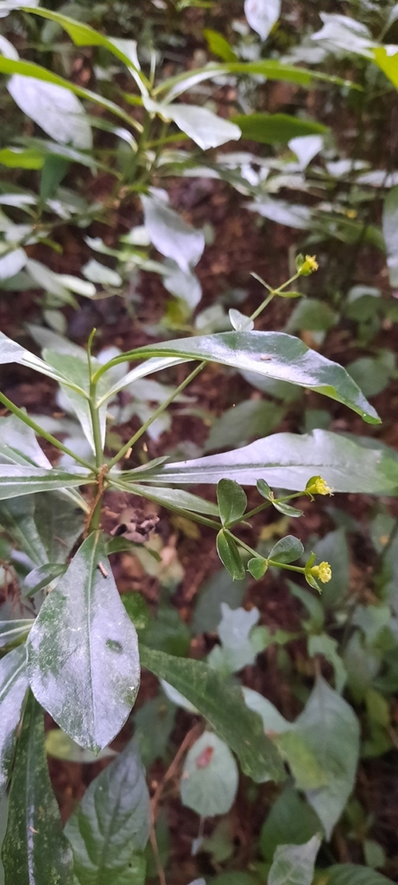 Euphorbia engleri photo 4