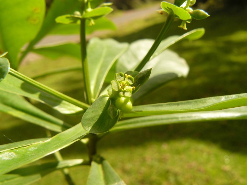 Euphorbia engleri photo 5