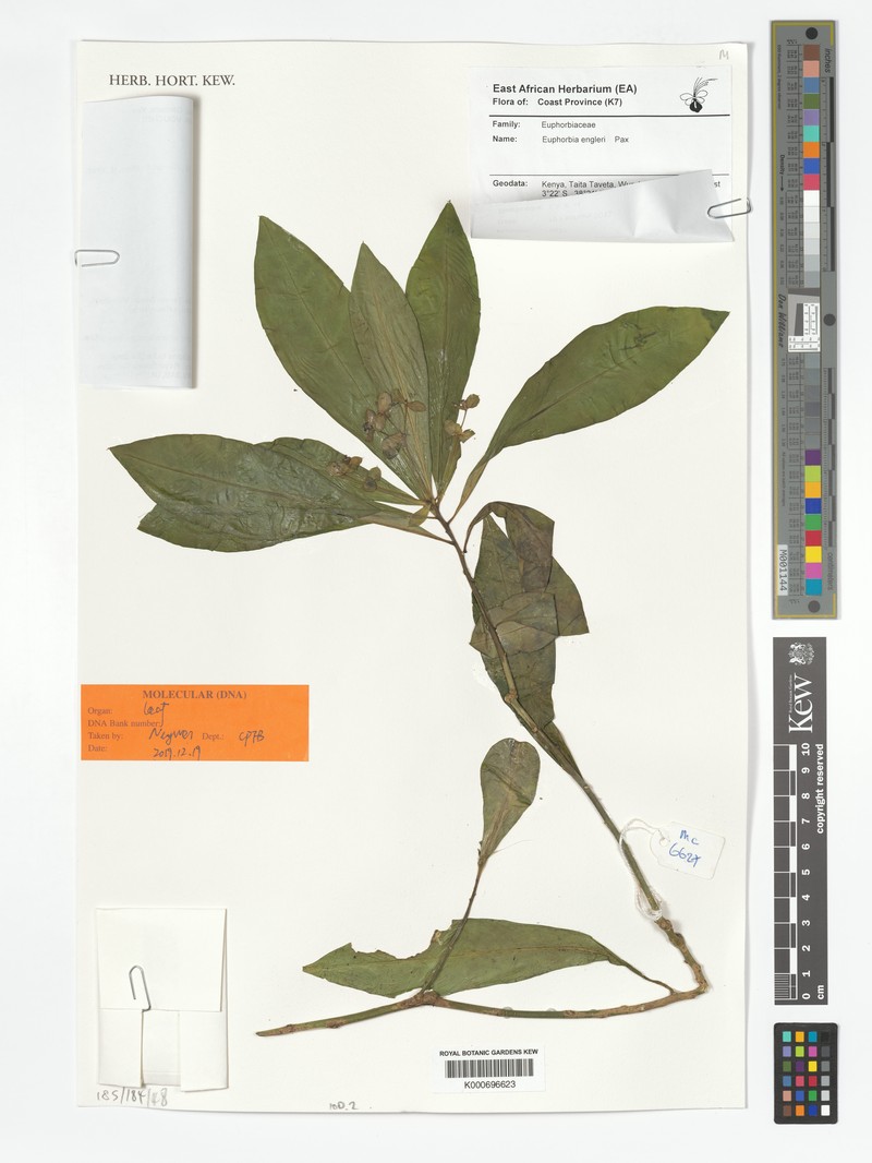 Euphorbia engleri photo 6