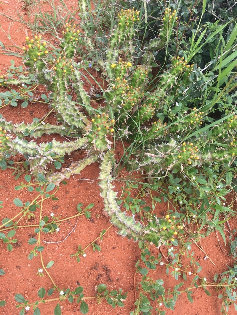 Euphorbia enormis