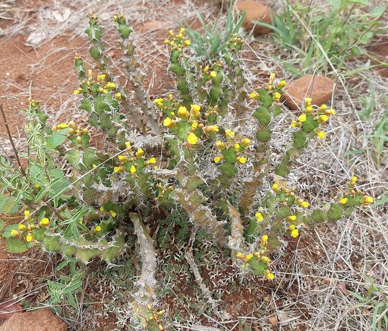 Euphorbia enormis photo 2