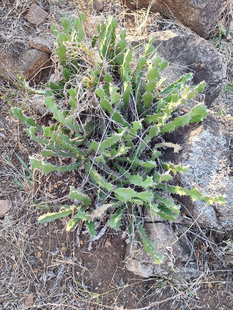 Euphorbia enormis photo 3