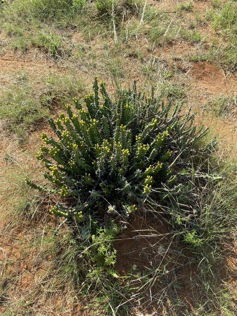 Euphorbia enormis photo 4